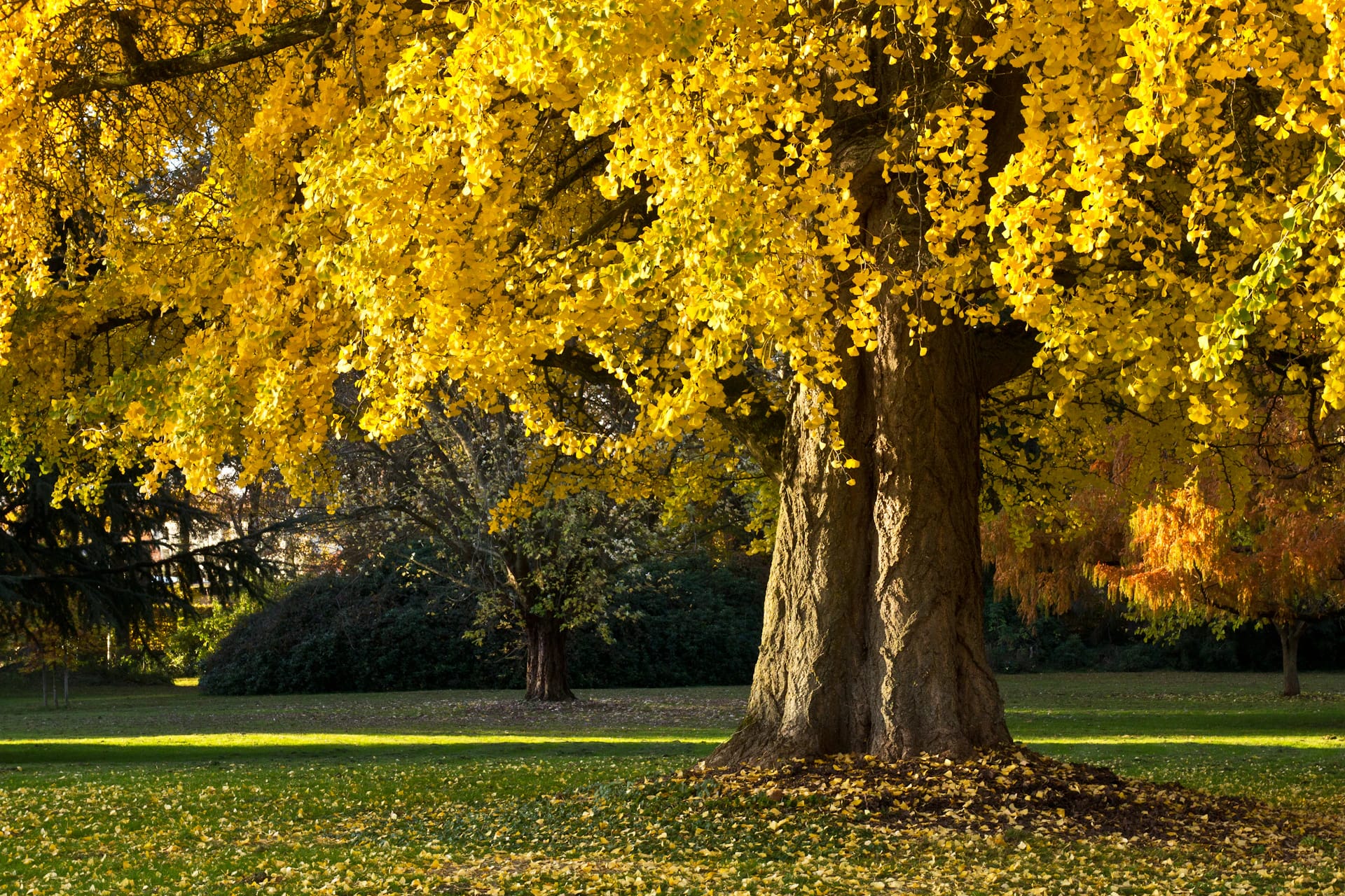 Golden ginkgo tree